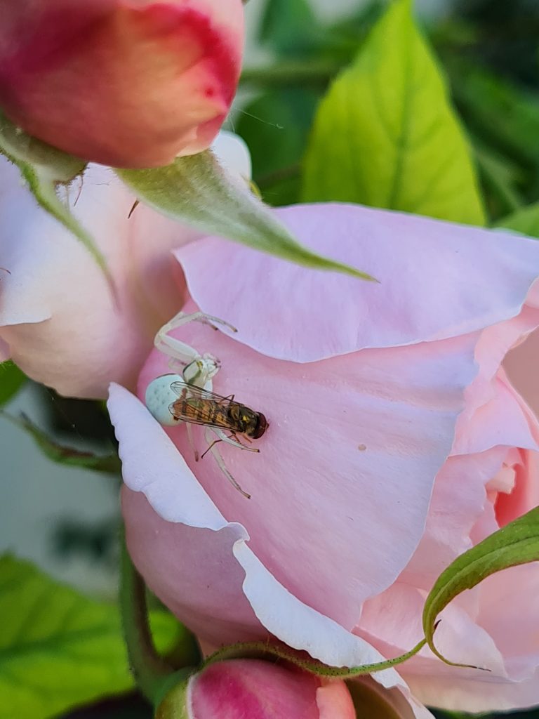 Servan Nursery School_Misumena vatia